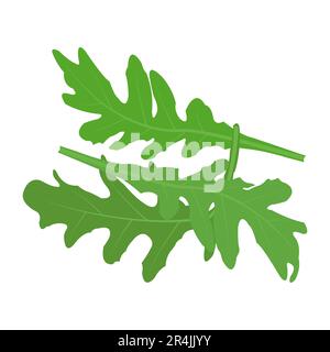 Green leaf arugula bellezia organic Vector Illustration Stock Vector