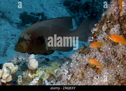 A Redmouth Grouper (Aethaloperca rogaa) in the Red Sea, Egypt Stock Photo