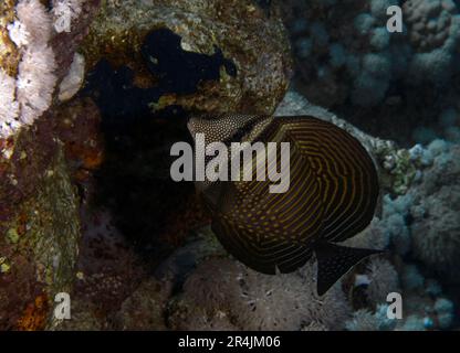 A Sailfin Tang (Zebrasoma veliferum) in the Red Sea, Egypt Stock Photo