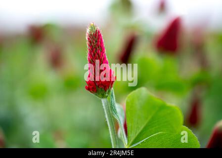 Trifolium incarnatum, known as crimson clover or Italian clover, is a species of short-growing flowering plant in the family Fabaceae, native to most Stock Photo