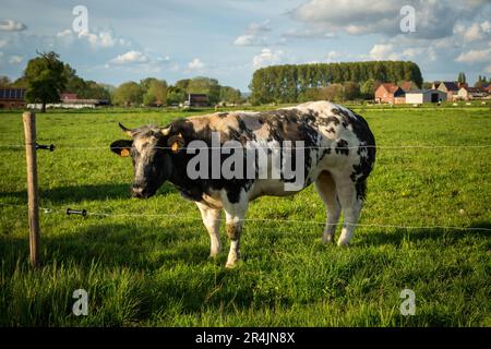 Belgian Blue cattle in East Flanders on an idyllic spring day Stock Photo