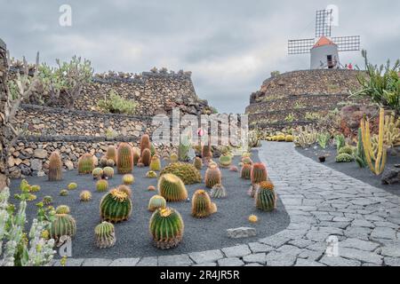 a beautiful cactus garden and windmill attraction on the volcanic island of Lanzarote. Stock Photo