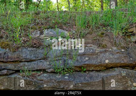 White daisies growing upward out of a crevice of the side of a stone wall surrounded by other weeds on a hill in late springtime Stock Photo
