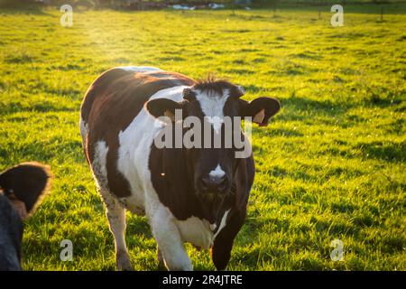 Belgian Blue cattle in East Flanders on an idyllic spring day Stock Photo