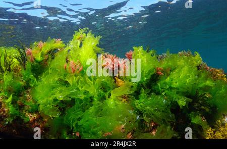 Sea lettuce green seaweed Ulva lactuca with some alga Asparagopsis armata, underwater in the Atlantic ocean, natural scene, Spain, Galicia Stock Photo