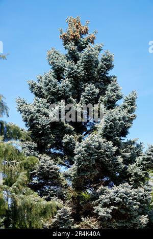 Old Tree, Picea pungens 'Hoopsii' Upright, Silver Spruce, Conical, Shaped, Conifer Blue Spruce Stock Photo