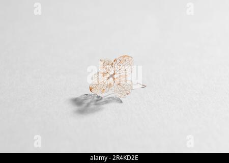 Beautiful dried hortensia flower on light background Stock Photo