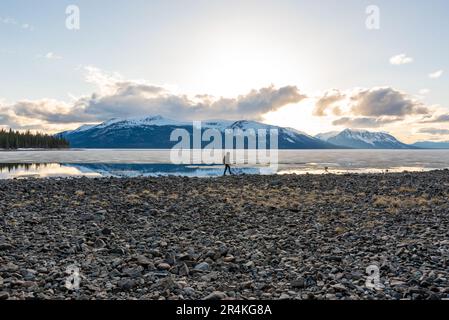 Man walking standing beside partial frozen thawing lake in Canada during spring time with snow capped mountains in background in wilderness area. Stock Photo