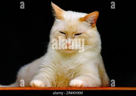 Blue, a flame-point Siamese cat, looks out a window, May 21, 2023, in Coden, Alabama. Stock Photo