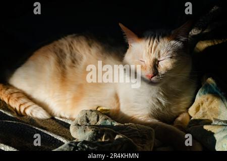 Blue, a Flame Point Siamese cat, rests in a patch of sunshine, May 22, 2023, in Coden, Alabama. Stock Photo
