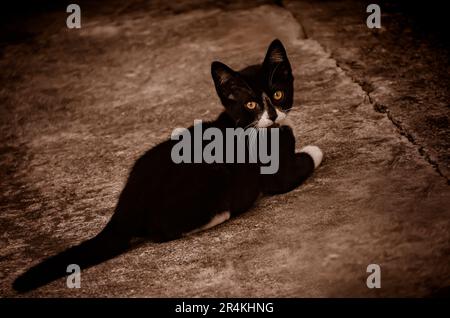 A feral tuxedo kitten is pictured, May 22, 2023, in Coden, Alabama. Stock Photo
