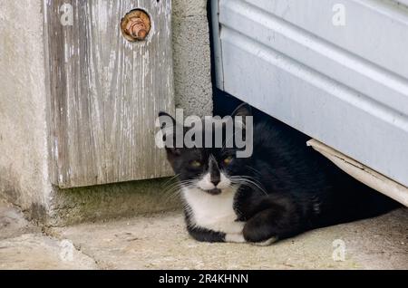 A feral tuxedo kitten is pictured, May 22, 2023, in Coden, Alabama. Stock Photo