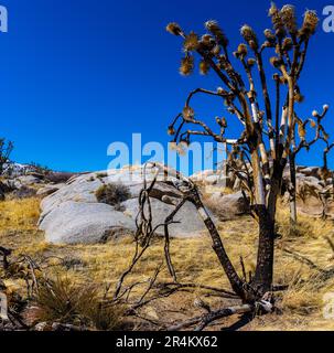 Burned Joshua Trees Remains From The Cima Dome Fire With Teutonia Peak, Mojave National Preserve, California, USA Stock Photo