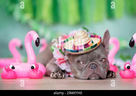 https://l450v.alamy.com/450v/2r4kyh0/funny-french-bulldog-dog-with-tropical-flower-garland-summer-straw-hat-and-rubber-toy-flamingos-in-front-of-green-background-2r4kyh0.jpg