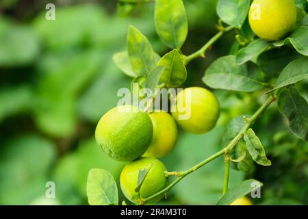 Ripe limes growing on tree branch in garden, closeup Stock Photo