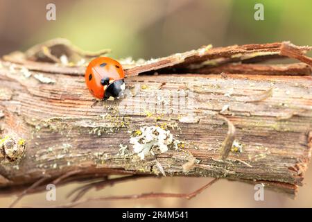A young red ladybug sits on a vine in early spring. Close-up, selective focus, copy space. Stock Photo