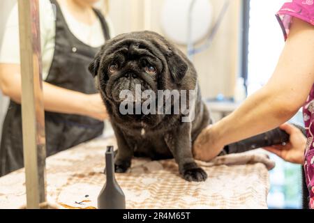 Two groomers using hair dryer after washing the dog. Pug is in the grooming salon with veterinarian. animal care concept Stock Photo
