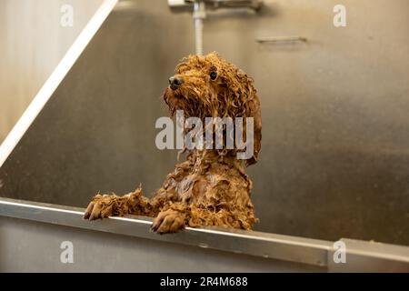 Brown poodle dog is groomed in salon. Female hands washing cute dog. Dog is wet and in shampoo. Concept of pet care and grooming for dogs. Stock Photo