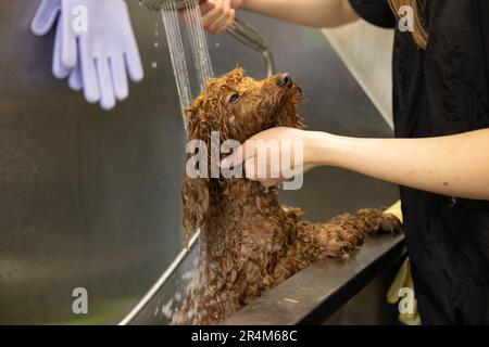 Brown poodle dog is groomed in salon. Female hands washing cute dog. Dog is wet and in shampoo. Concept of pet care and grooming for dogs. Stock Photo