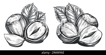 Hazelnuts isolated on white. Filberts with leaves. Nuts food sketch. Hand drawn vector illustration Stock Vector