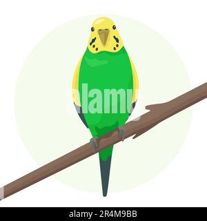 Cute flat vector parrot isolated on white background. Green small budgerigar sitting on a branch. Talking budgie Stock Vector