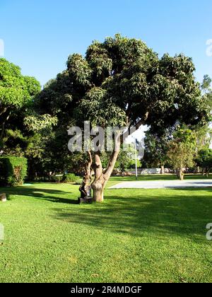 Tree in Nazca city in Peru Stock Photo