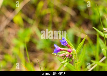 Ajuga pyramidalis purple wild flower in field Stock Photo