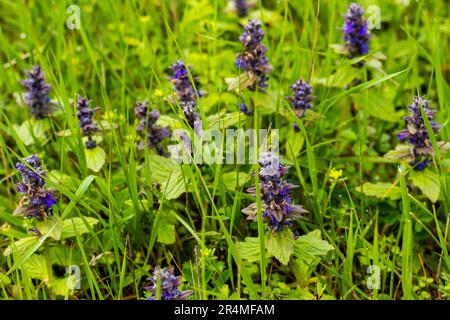 Ajuga pyramidalis purple wild flower in field Stock Photo