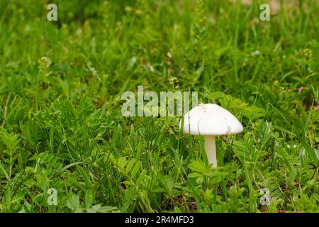 White mushroom in the field. Leucoagaricus leucothites Stock Photo