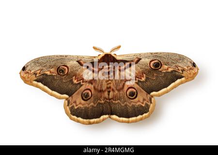 Emperor moth - Saturnia pavonia on white background Stock Photo