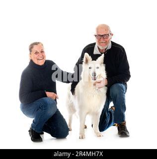 White Swiss Shepherd Dog in front of white background Stock Photo