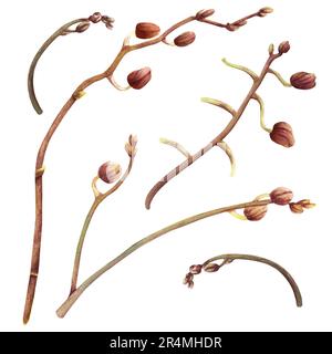 A set of orchid flower stems with buds. Watercolor illustration isolated on white for labels, packageses, clip art Stock Photo