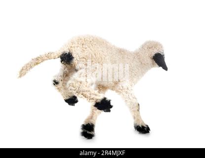 lamb Valais Blacknose in front of white background, focus on the head Stock Photo