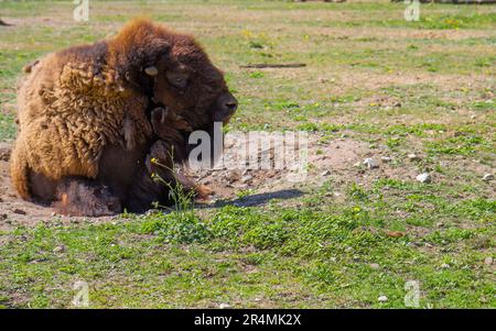 The American bison or simply bison, also commonly known as the American buffalo Stock Photo