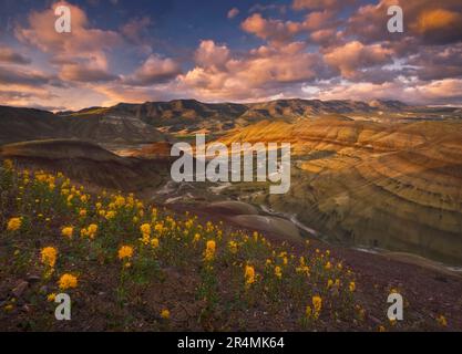 Beautiful golden wildflowers compliment this sunset scene depicting Oregon's colorful Painted Hills. Stock Photo