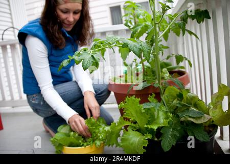 A woman picking fresh green lettuce from her garden. Stock Photo