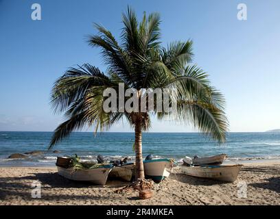 Several fishing boats tied under one palm tree on the beach. Stock Photo