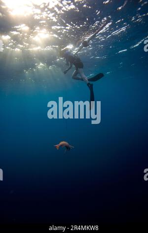 Under water view of a free diver pulling  in a recently speared fish in Costa Rica. Stock Photo