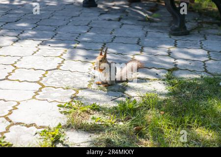 Eurasian red squirrel (Sciurus vulgaris) feeding on nut Stock Photo