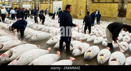 Rows of fresh frozen tuna, people in background, inspecting tuna at the Tsukiji Fish Market, Tokyo, Japan. Stock Photo