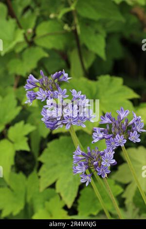 Blue African lily, Agapanthus, flowers with a blurred background of leaves. Stock Photo