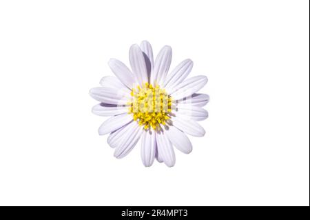 White daisy flower on a white background. Isolate Stock Photo