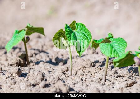 Young sprouts of asparagus beans in a row after germination. Organic home farming. Selective focus Stock Photo