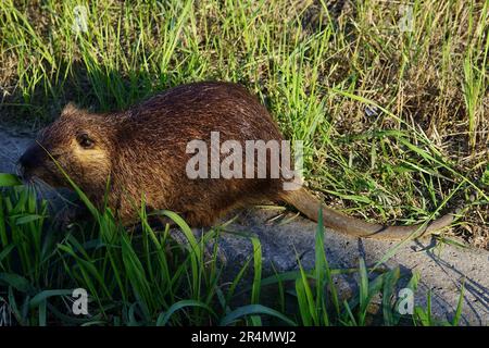 giant rat after the Ravenna flood Stock Photo