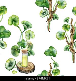 Centella asiatica, essential oils on wooden stand watercolor seamless pattern isolated on white. Pennywort, herbal plants on wooden branch hand drawn. Stock Photo