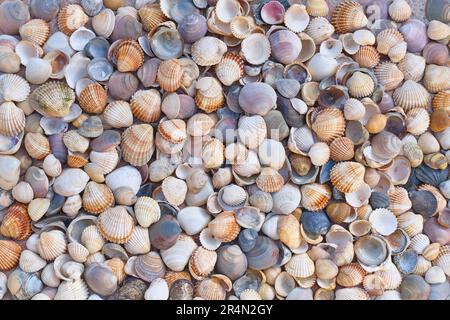 Colorful seashells in a big pile spread out, photographed from above - beach vacation illustration - decorative pattern background Stock Photo
