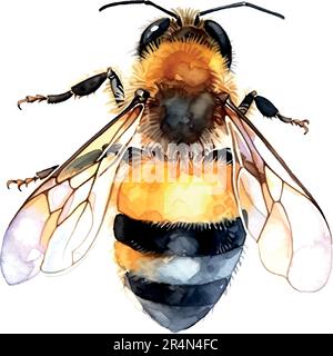 Colorful bee watercolor in beautiful style. Hand drawn vector illustration. Garden nature. Vector collection. Stock Vector