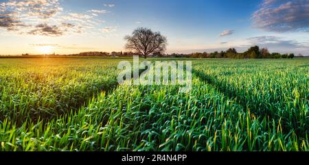 Green Wheat flied panorama with tree at sunset, rural countryside Stock Photo