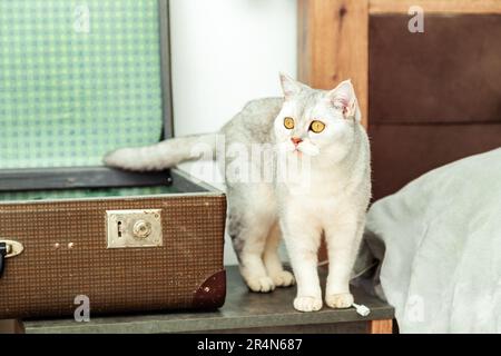Curious British white cat near an old vintage suitcase. Isolated on white. Stock Photo