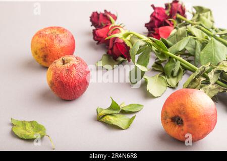 Decagying Roses Withered, decaying, roses flowers and apples on gray pastel background ...